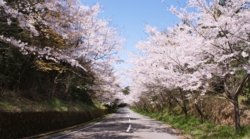 苓北桜街道